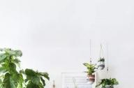 家庭綠植如何擺放更出彩？