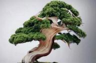 盆景七大類，你都知道嗎？